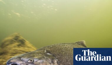 After nearly 100 years, adult winter-run Chinook salmon seen in California river | California