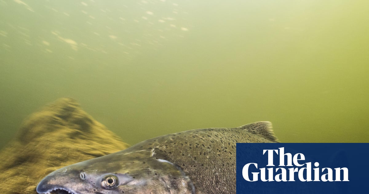 After nearly 100 years, adult winter-run Chinook salmon seen in California river | California
