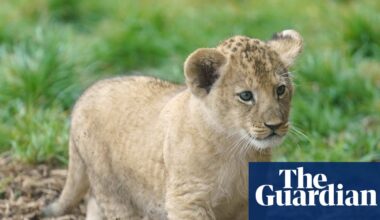 Restaurant in China criticised for putting baby lion cuddles on menu | China