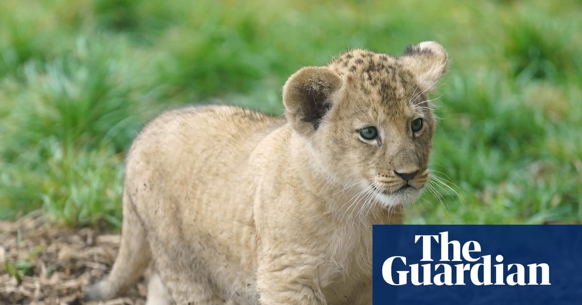 Restaurant in China criticised for putting baby lion cuddles on menu | China