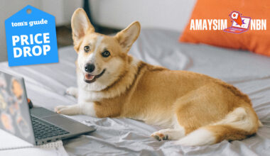 Amaysim logo with lifestyle image of corgi dog on bed with laptop and tom's guide deal badge