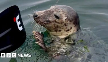 'Playful seal made me feel like a paddleboard princess'