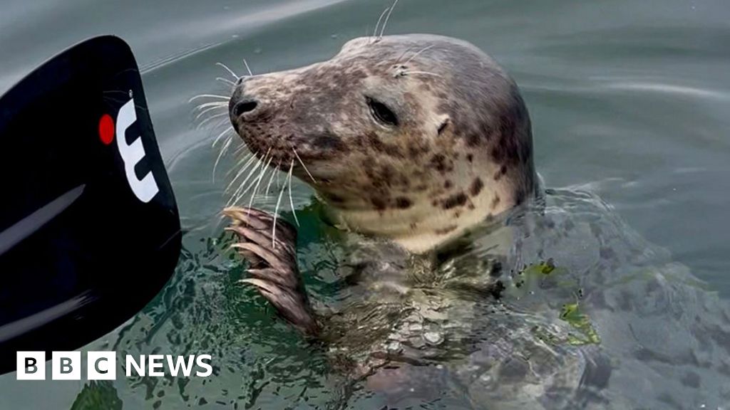 'Playful seal made me feel like a paddleboard princess'