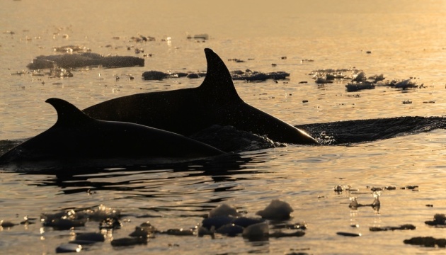Ukrainian polar scientists collect rare orca tissue samples in Antarctica