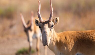 This prehistoric creature with a wide snout, once endangered, is making a remarkable comeback.