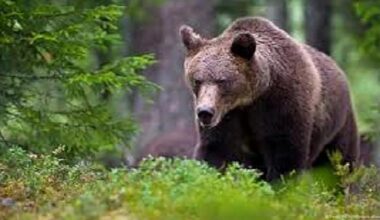 Bear that killed runner in Italy moved to German sanctuary – DW – 07/20/2025