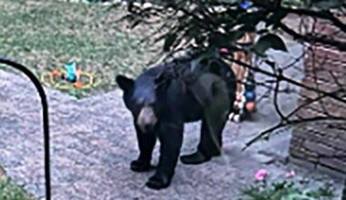 Black bear a surprise visitor in neighbourhood - The Record