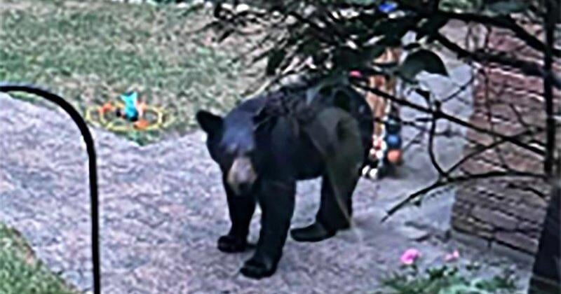 Black bear a surprise visitor in neighbourhood - The Record