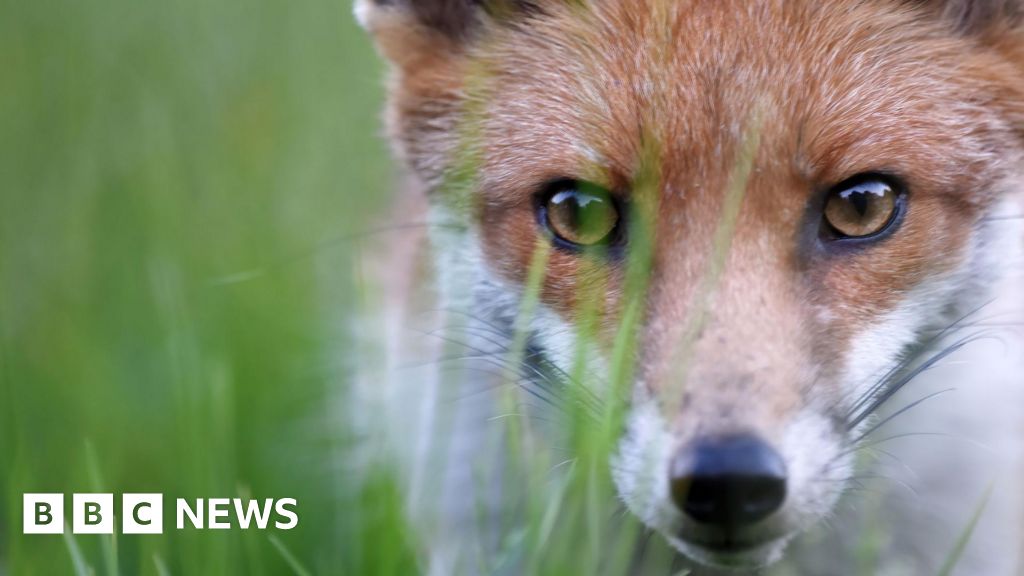Concern over 'cruel' fox traps on Belfast mountain