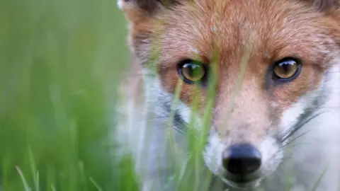 Getty Images/Peter Clayton Photography A red fox in a meadow.  This is a close-up stock shot of a fox staring straight into the camera lens.  The animal has light brown eyes, a white ruff and black whiskers.  There are out of focus blades of grass in the foreground. 