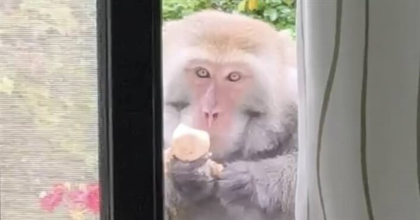 'Well-mannered' monkey caught stealing egg in Wuling Farm
