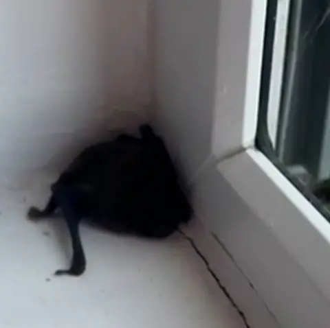 Anne-Marie Murchie A black bat curled up next to a white window frame