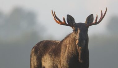 Popular hiking trail remains closed due to moose that refuses to move