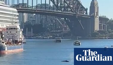 ‘Inquisitive, relaxed’ humpback whale swimming in Sydney Harbour delays ferries and boats | Whales