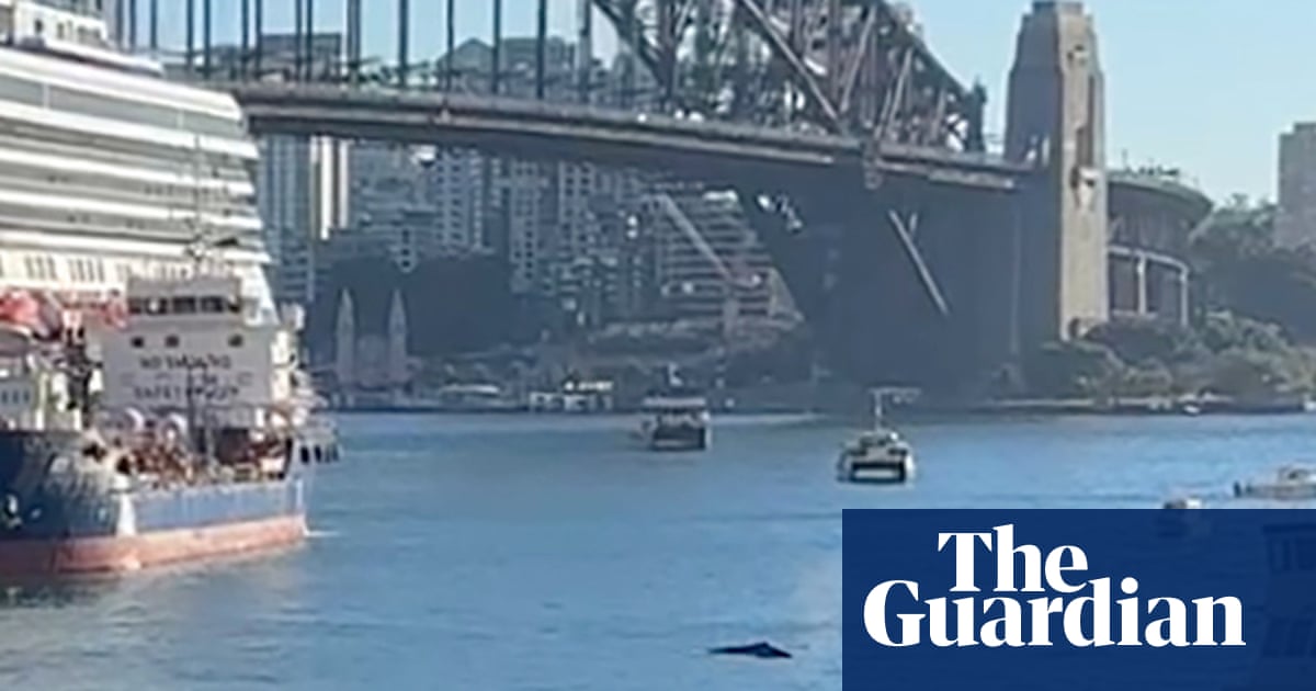 ‘Inquisitive, relaxed’ humpback whale swimming in Sydney Harbour delays ferries and boats | Whales