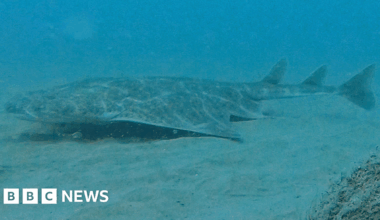 Rare Angel shark filmed in Cardigan Bay on underwater camera