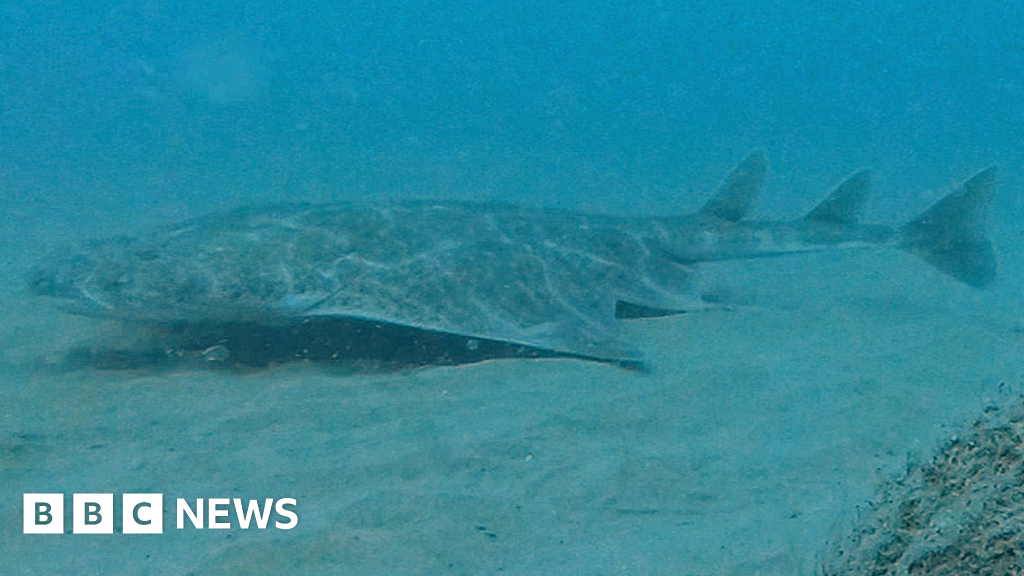 Rare Angel shark filmed in Cardigan Bay on underwater camera