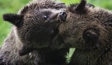 Grizzly attack in B.C. likely 'defensive', bears to be spared, investigators say