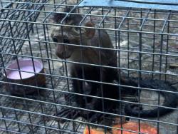 Two monkeys captured in Stony Hill area | News