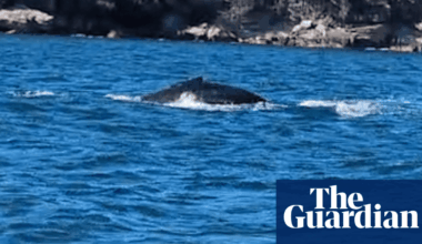 Humpback whale that swam to Circular Quay, delighting ferry passengers, has left Sydney Harbour | Whales