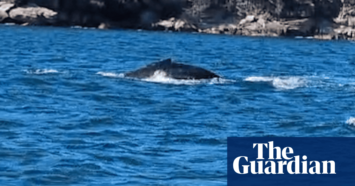 Humpback whale that swam to Circular Quay, delighting ferry passengers, has left Sydney Harbour | Whales