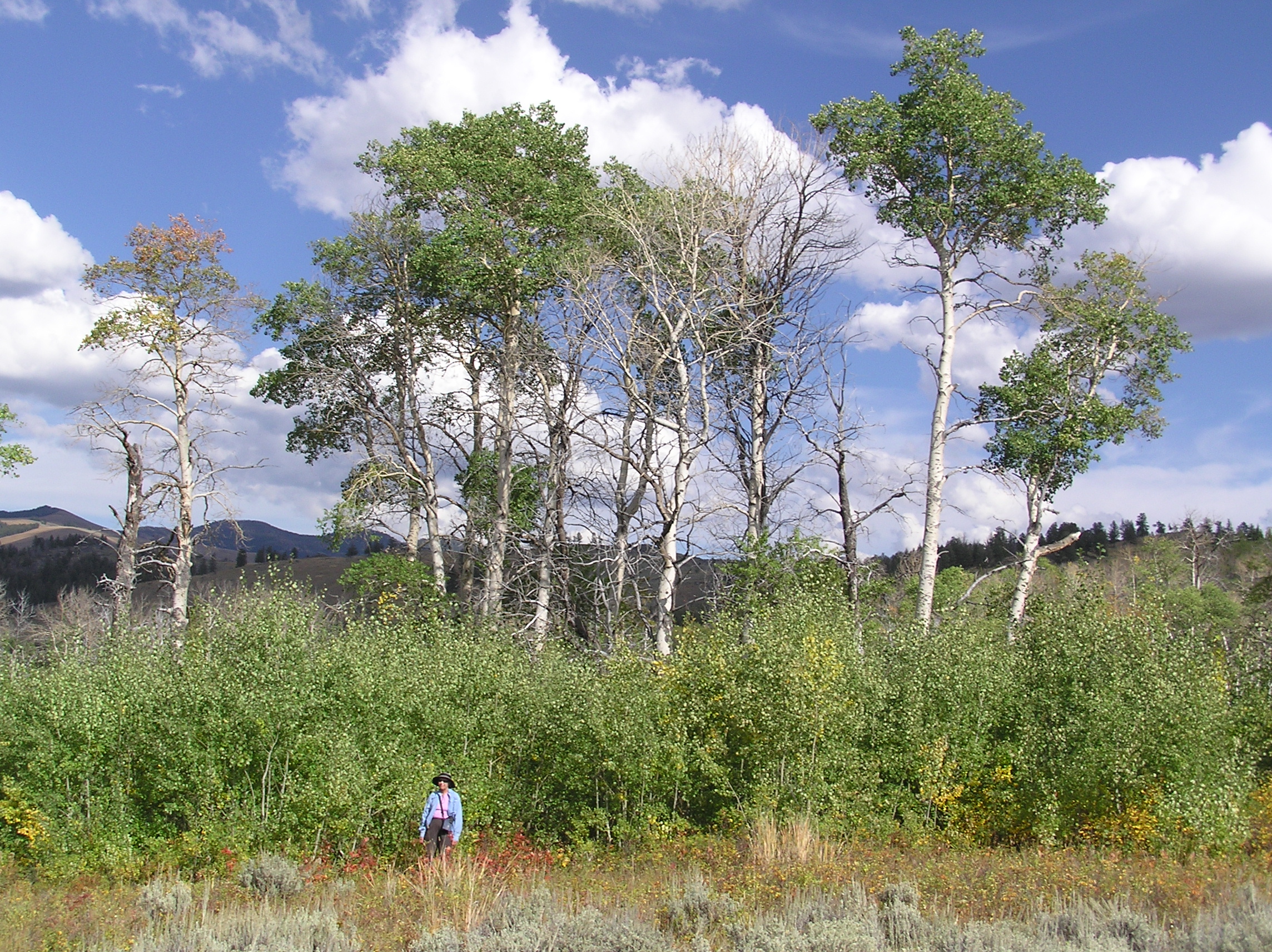 Photograph of the quaking aspen trees at Yellowstone park.