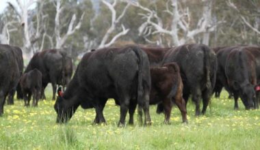 Weekly genetics review: Managing mature cow size - new genetic insights