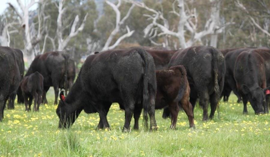 Weekly genetics review: Managing mature cow size - new genetic insights