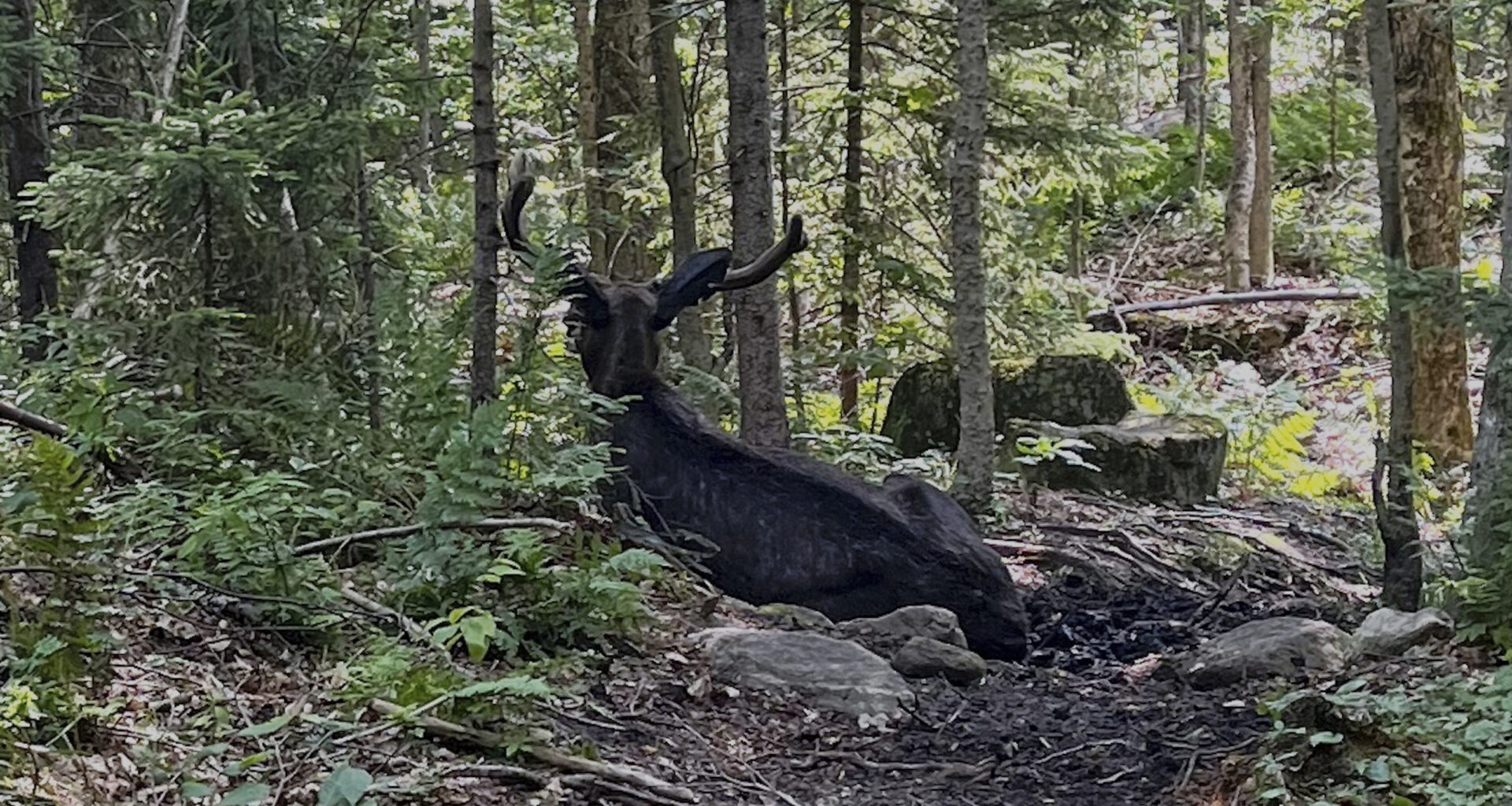 A Bull Moose Is Blocking a New York Mountain Trail. Wildlife Researchers Don't Know Why