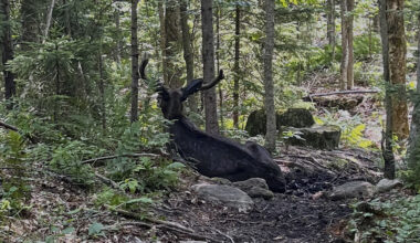 A Bull Moose Is Blocking a New York Mountain Trail. Wildlife Researchers Don't Know Why