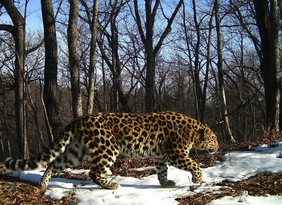 Amur leopards, once nearly extinct, are making a comeback in Far East Asia