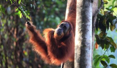 An adult Sumatran orangutan