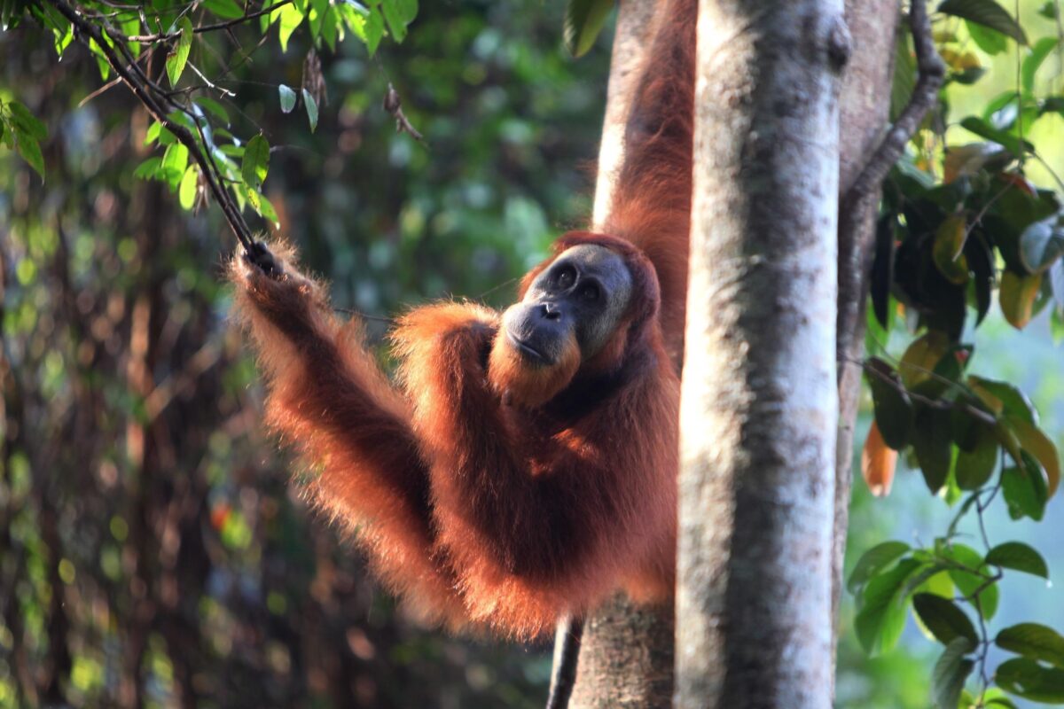 An adult Sumatran orangutan