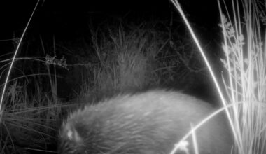 “A huge moment”. Camera traps film baby beavers at Cornish rewilding site