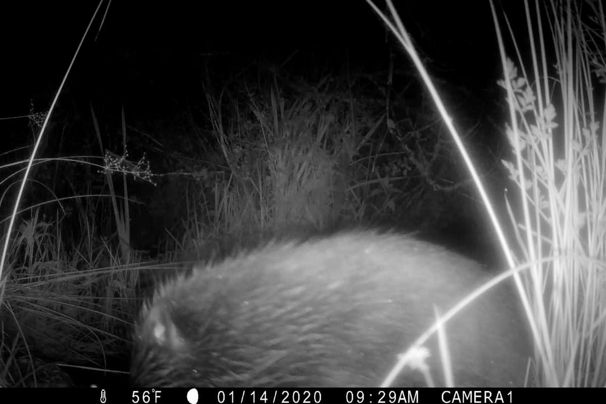 “A huge moment”. Camera traps film baby beavers at Cornish rewilding site