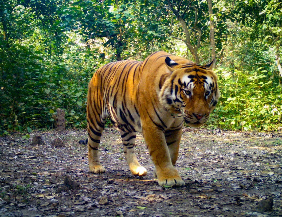 Bengal tiger spotted on a camera trap in Khata Corridor Forest