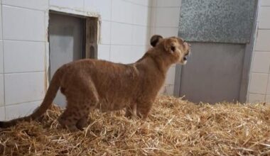 Lion cub found tied to tree in Palestinian town near Jerusalem