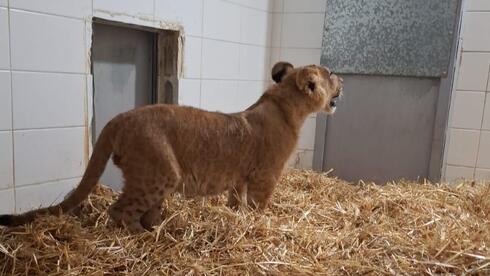 Lion cub found tied to tree in Palestinian town near Jerusalem