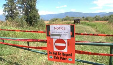 B.C. grizzly attack that injured man was ‘defensive,’ officials won’t capture or kill bears