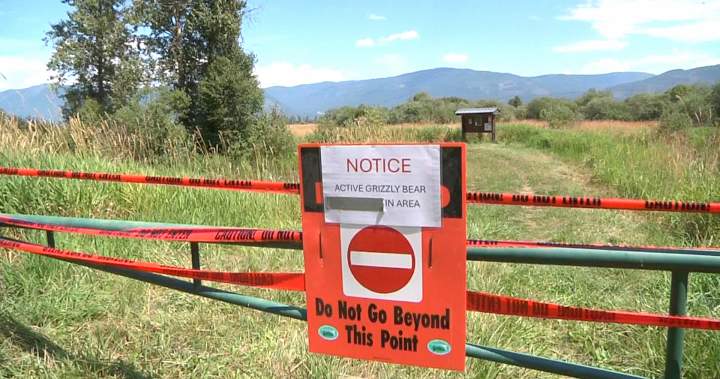 B.C. grizzly attack that injured man was ‘defensive,’ officials won’t capture or kill bears