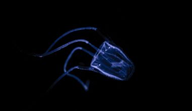 Meet the tiny, virtually invisible creature that causes blinding pain and violent illness in humans, which can lead to life-threatening complications