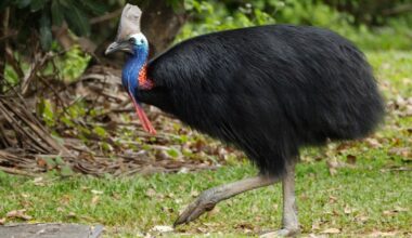 Readers’ wildlife photos – Why Evolution Is True