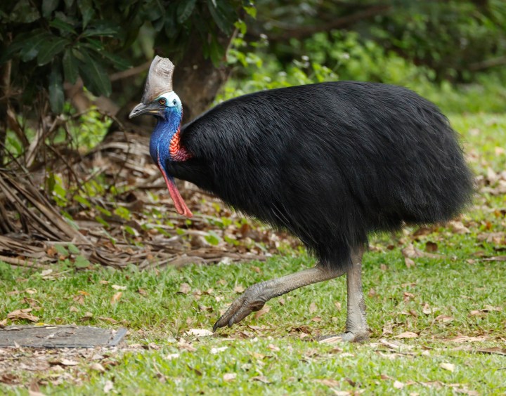 Readers’ wildlife photos – Why Evolution Is True