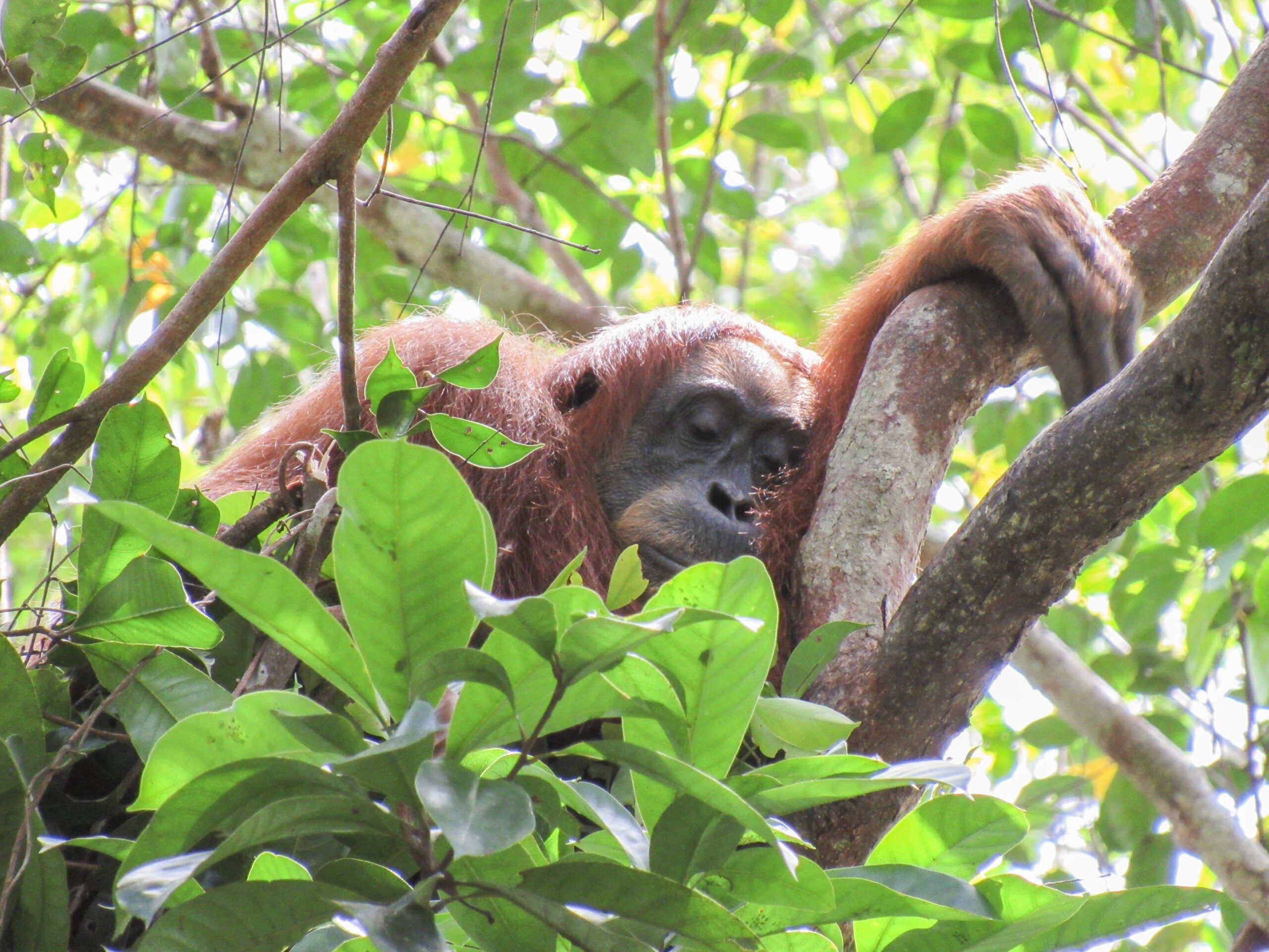 Orangutan resting in its nest. 