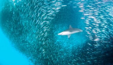 This brutal “feeding frenzy” is more than 7km long and only lasts 20 minutes – and scientists aren’t sure why it happens
