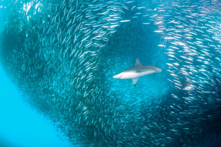 This brutal “feeding frenzy” is more than 7km long and only lasts 20 minutes – and scientists aren’t sure why it happens
