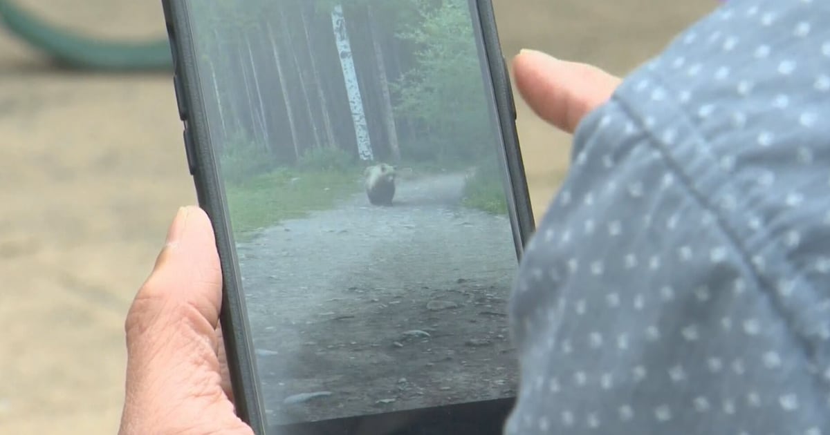 ‘Really, really frightening’: Grizzly encounter prompts bear warning in Kananaskis Country - CTV News