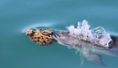 Dolphins learn to wear sponges ‘like a clown nose’ to hunt fish