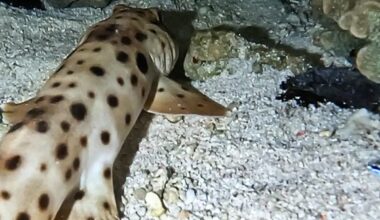 Bizarre animal spotted walking along Great Barrier Reef seabed