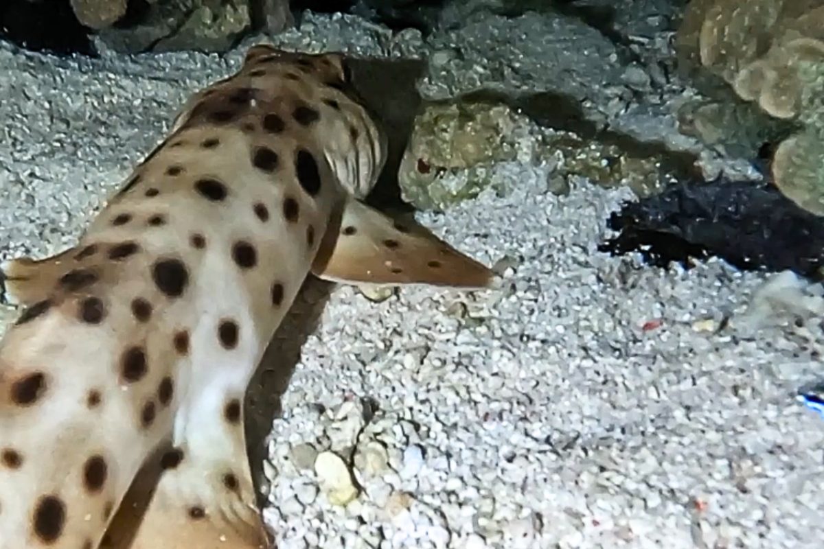 Bizarre animal spotted walking along Great Barrier Reef seabed